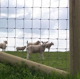 Galvanized Steel Sheep Fence
